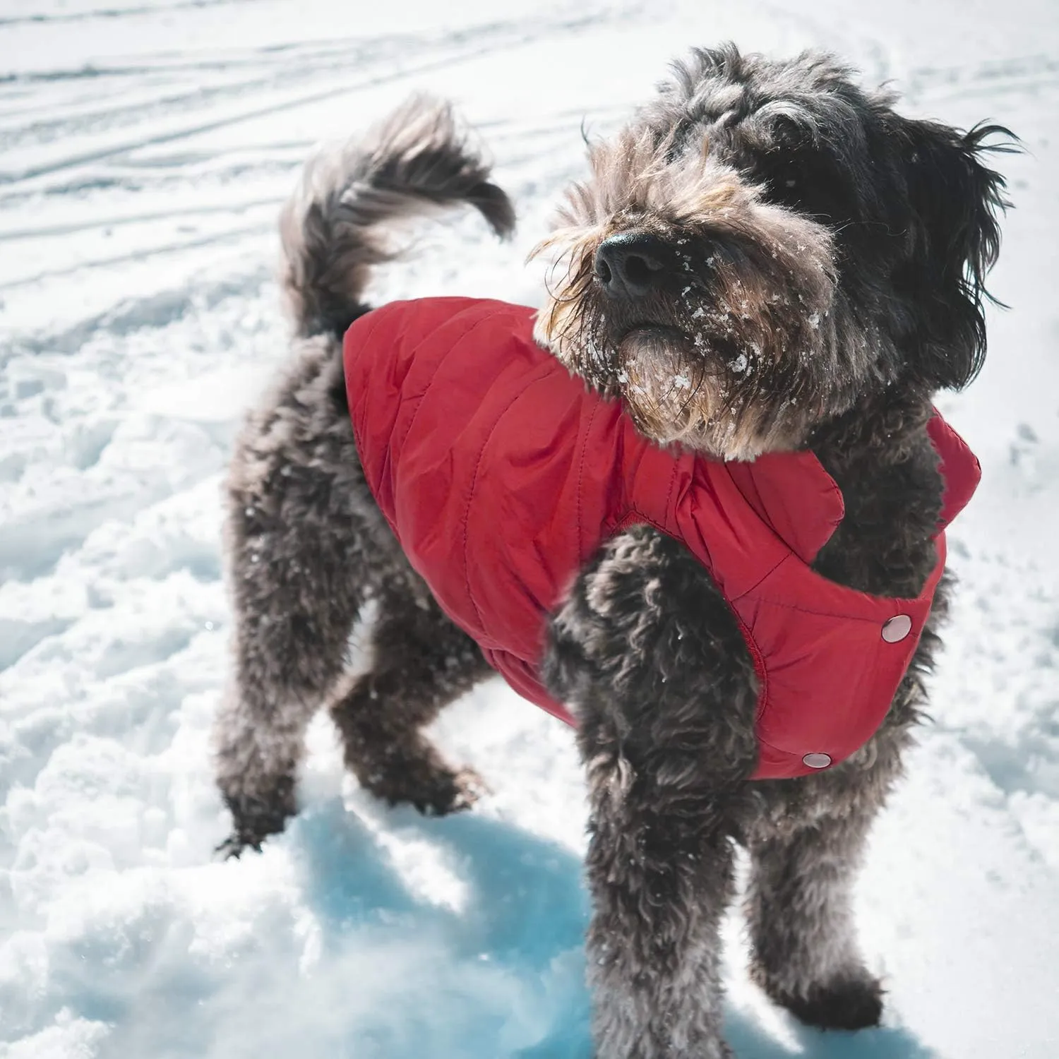 ASENKU Windproof Winter Jacket Waterproof Coat Warm Vest Cold Weather Pet Apparel With 2 Layers Fleece Lined for Small Medium Large Dogs (M, Red)