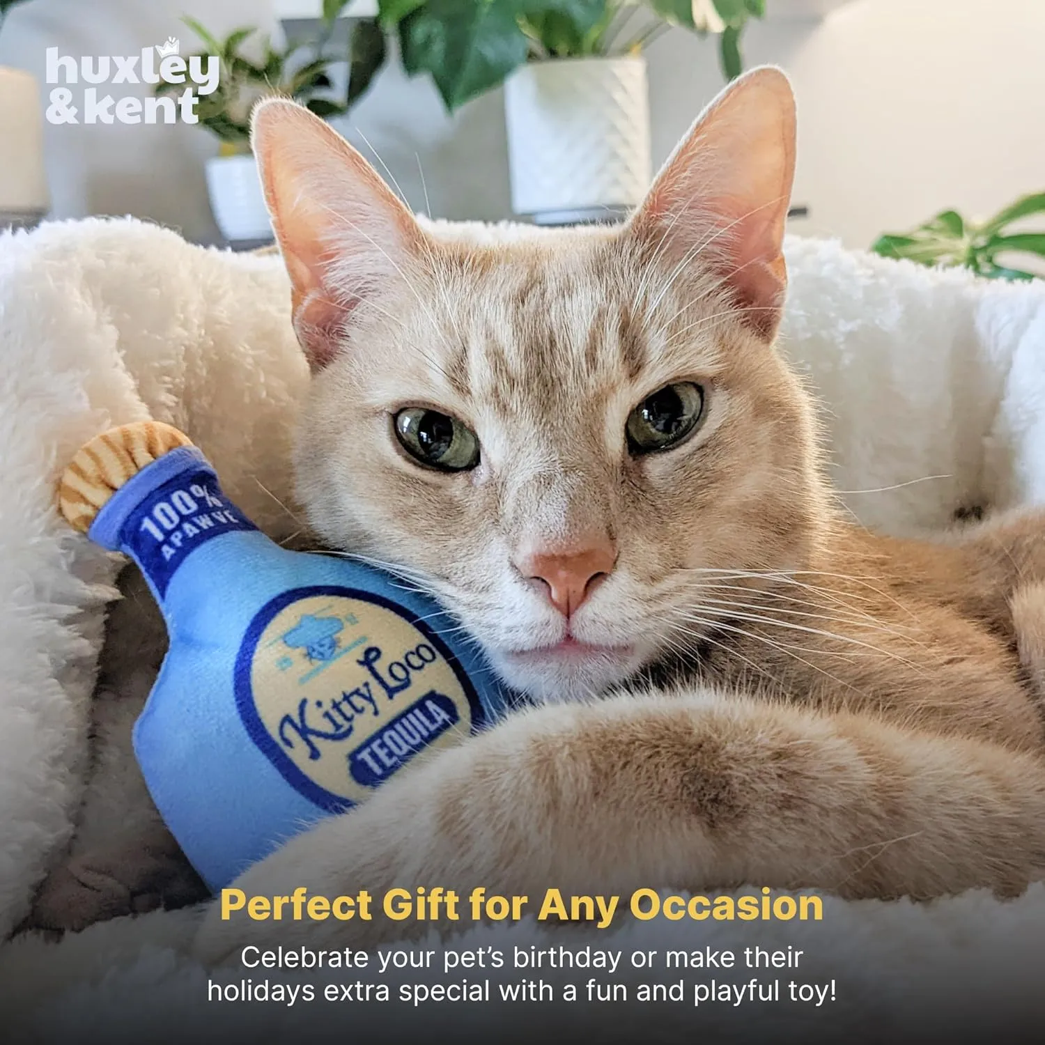 Huxley & Kent Plush Cat Toy - Kitty Loco Tequila - Nappy Hour Strong Catnip Filled - Plush Interactive Kitten and Cat Toy with Catnip and Crinkle - Kittybelles