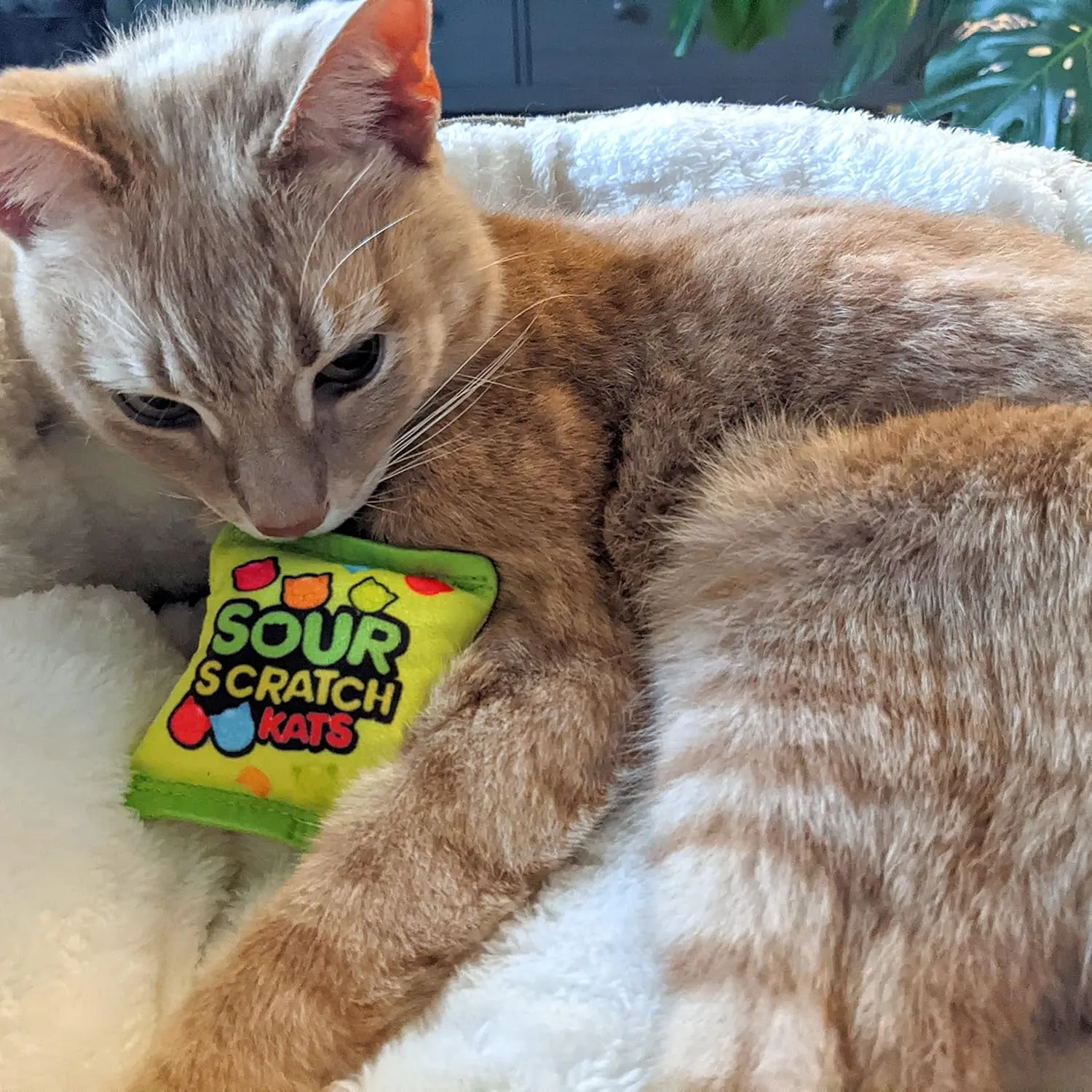 Huxley & Kent Plush Cat Toy - Sour Scratch Kats - Snack Attack Strong Catnip Filled - Plush Interactive Kitten and Cat Toy with Catnip and Crinkle - Kittybelles